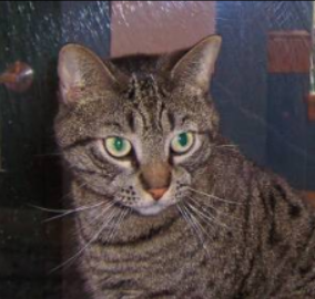 Dog vs Cat Image Classification